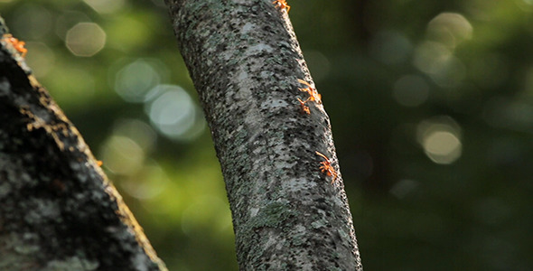 Red Ants Back-Lit 02 Red Ants Back-Lit 02