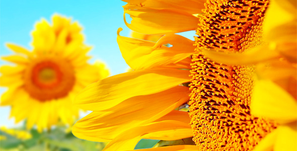 Sunflowers 2 Sunflowers 2