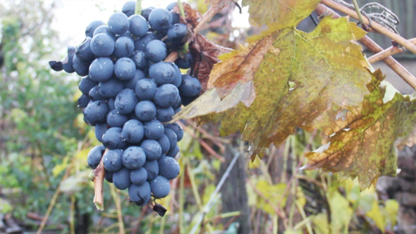 Bunch Of Red Wine Grapes Bunch Of Red Wine Grapes