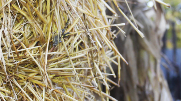 Straw Bale 1 Straw Bale 1