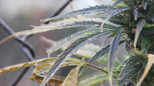 Hemp 3 Hemp 3