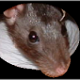 dotancohen