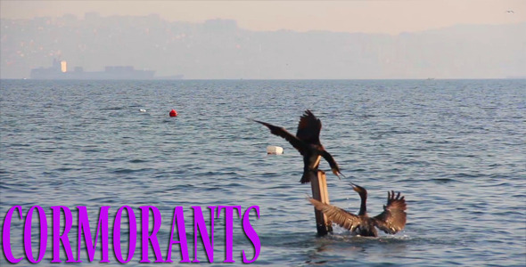 Cormorants Cormorants