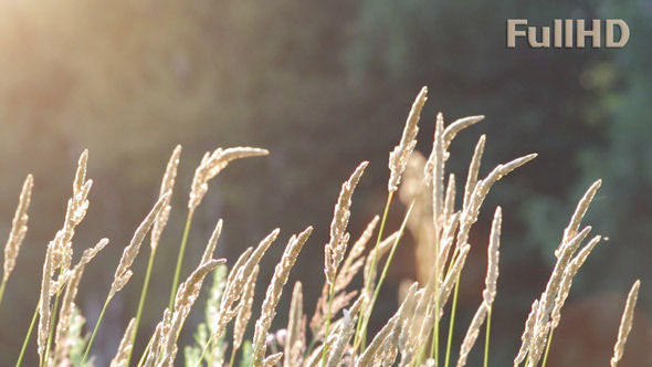 Grass in Sun Rays Grass in Sun Rays
