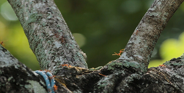 Red Ants on Branch 01 Red Ants on Branch 01