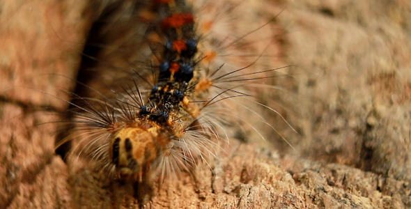 Hairy Caterpillar Hairy Caterpillar