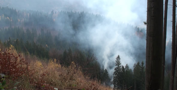 Smoke in the Forest Smoke in the Forest