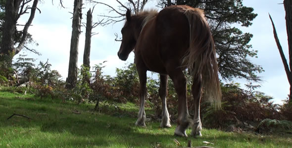 Horse in the Mountain 2 Horse in the Mountain 2