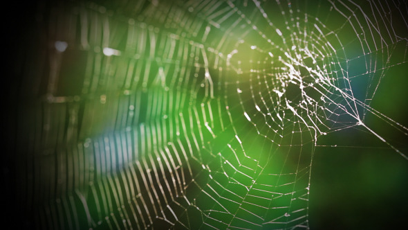 Forest Web Forest Web