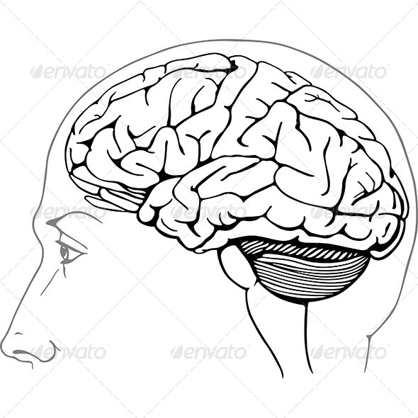 Line Drawing Brain : Human brain drawing
