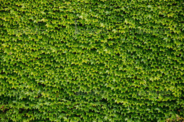 Green wall background of Boston ivy
