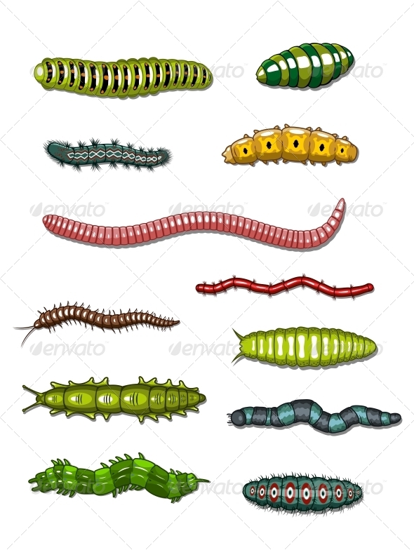 Caterpillars and Worms Caterpillars and Worms