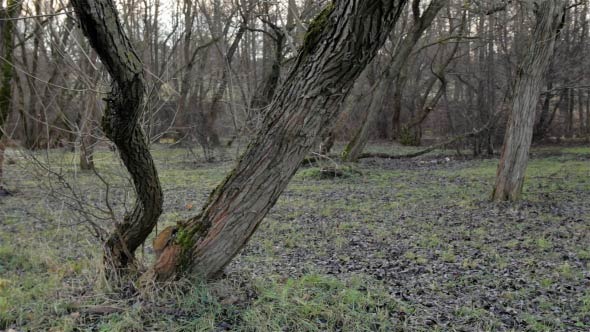 Epic Forest Slow Slider Shot Epic Forest Slow Slider Shot