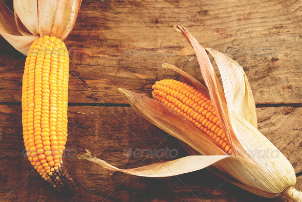 Forage corn