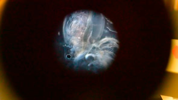 Crustacean in Microscope 4 Crustacean in Microscope 4
