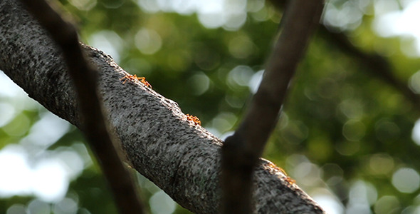 Red Ants on Branch 03 Red Ants on Branch 03
