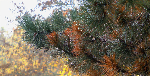 Rain Drops on the Leaves 1 Rain Drops on the Leaves 1