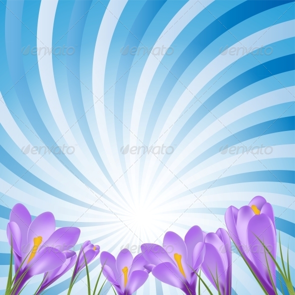 Vector Illustration Crocus Flower Background Vector Illustration Crocus Flower Background