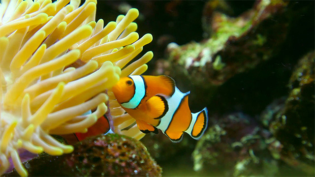 Clown fish Clown fish