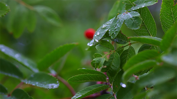 Wild Berry Wild Berry