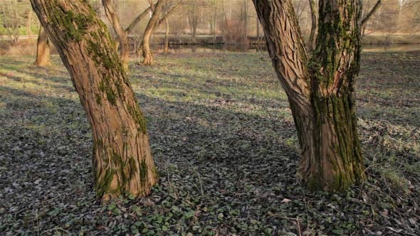 Trees Near the River Trees Near the River