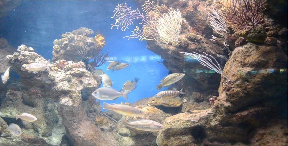 Aquarium 4 Aquarium 4