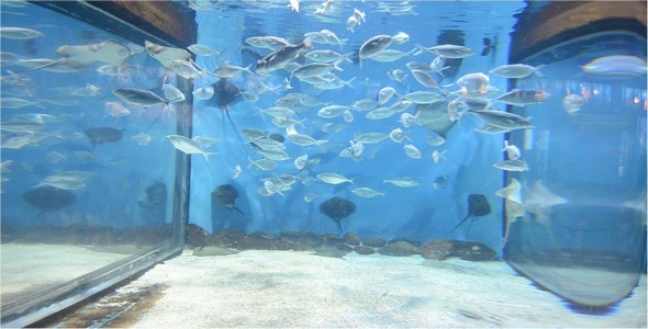 Aquarium 5 Aquarium 5