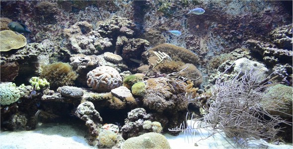 Aquarium 6 Aquarium 6