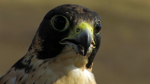 Falcon After Hunting Falcon After Hunting