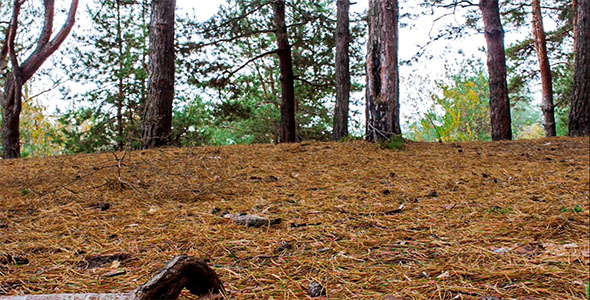Majestic Sequoias 2 Majestic Sequoias 2