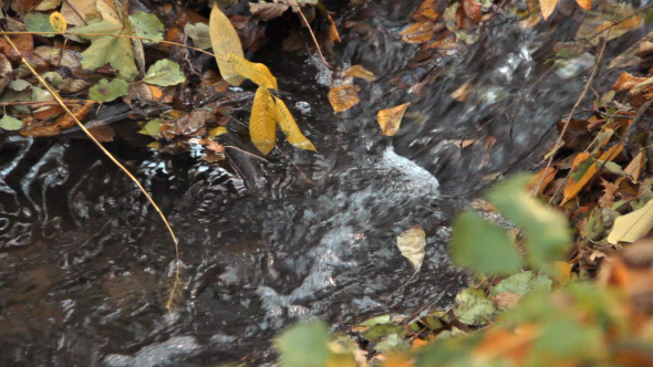 Autumn Stream Autumn Stream