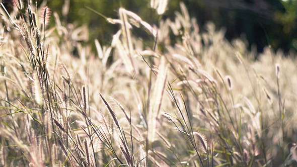 Reed Swaying In The Wind Reed Swaying In The Wind