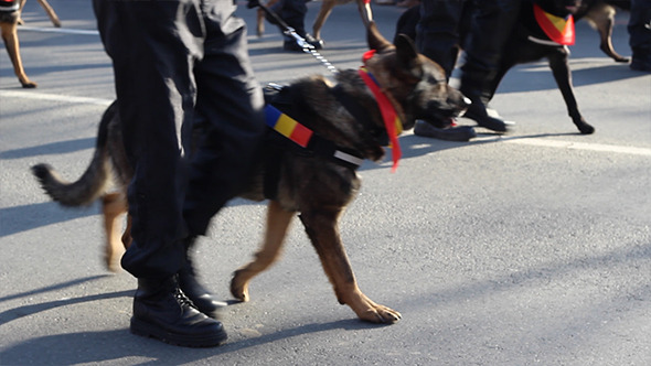 Dog Police Brigade Dog Police Brigade