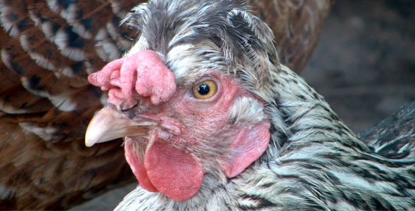 Chicken in Windy Weather Chicken in Windy Weather