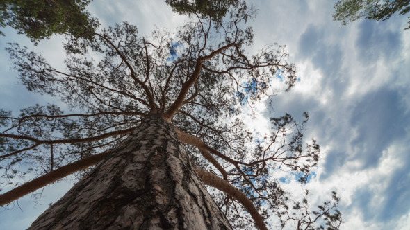 Pine Tree Time Lapse Pine Tree Time Lapse