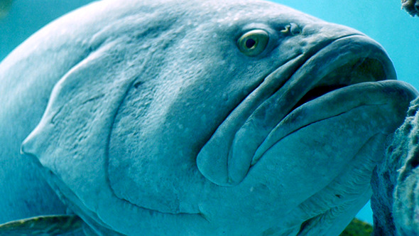 Giant Grouper Giant Grouper