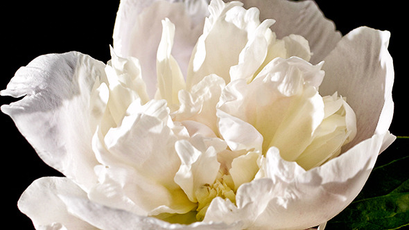 Peony Flowers Peony Flowers