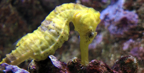 Seahorse Seahorse