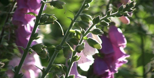 Forest Flowers HD Pack 7 Forest Flowers HD Pack 7