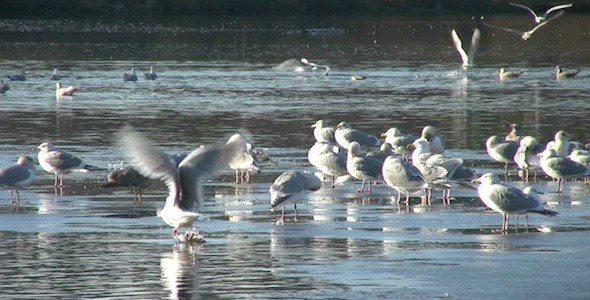 Winter Seagulls Winter Seagulls