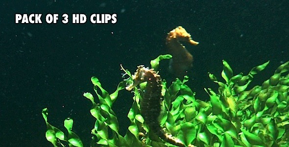 Seahorses Pack 3 Seahorses Pack 3