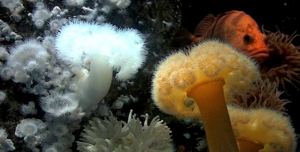 Fish & Anemones Pack 2 Fish & Anemones Pack 2