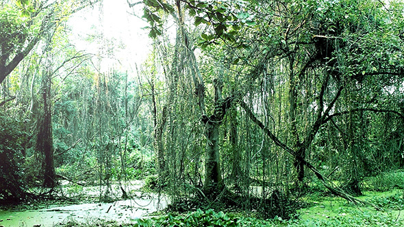 Tropical Rainforest Marshland Tropical Rainforest Marshland
