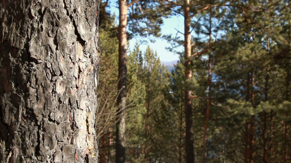 Pinewood Panorama In A Pine Forest Pinewood Panorama In A Pine Forest