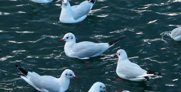 Seagulls 3 Seagulls 3