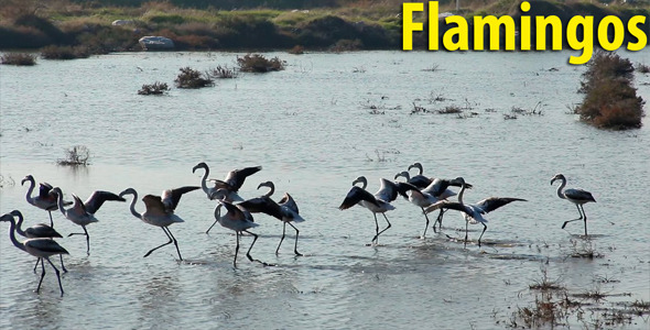 Flamingos Flamingos