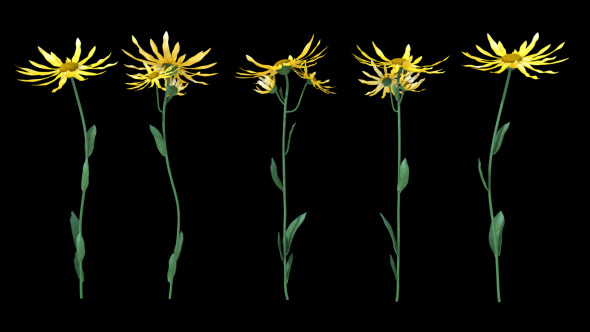 Growing Flowers Arnica Montana Growing Flowers Arnica Montana