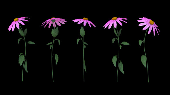 Growing Flowers Echinacea Growing Flowers Echinacea