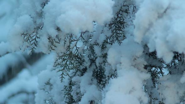 Snowfall Snowfall