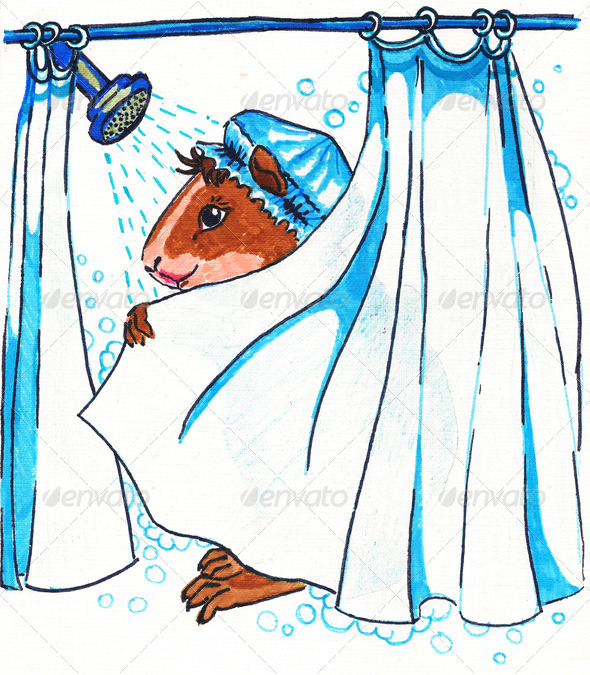 The guinea pig is taking a shower. watercolor
